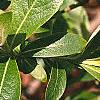 Salix gracilistyla, leaves
