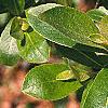 Salix gracilistyla, leaves