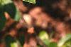 Salix gracilistyla, leaves