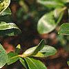 Salix gracilistyla, leaves