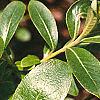 Salix gracilistyla, leaves