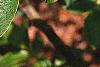 Salix gracilistyla, leaves