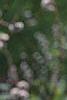 Salix gracilistyla, flowers