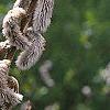 Salix gracilistyla, flowers