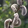 Salix gracilistyla, flowers