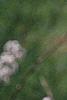 Salix gracilistyla, flowers
