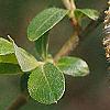 Salix gracilistyla, flowers