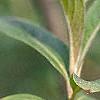 Salix gracilistyla, flowers