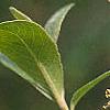 Salix gracilistyla, flowers