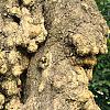 Salix babylonica 'Tortuosa', bark