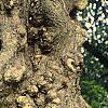 Salix babylonica 'Tortuosa', bark