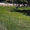 Salix pentandra, habit