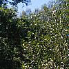 Salix pentandra, habit