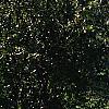Salix pentandra, habit