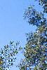 Salix pentandra, habit