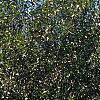 Salix pentandra, habit