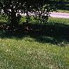 Salix pentandra, habit