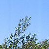 Salix pentandra, habit
