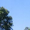 Salix pentandra, habit