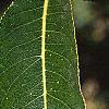 Salix pentandra, leaves
