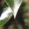 Salix pentandra, leaves