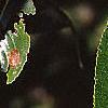 Salix pentandra, leaves