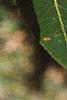 Salix pentandra, leaves