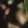 Salix pentandra, leaves