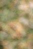 Salix pentandra, leaves