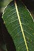 Salix pentandra, leaves