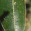 Salix pentandra, leaves
