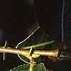 Salix pentandra, leaves