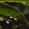 Salix pentandra, fruit