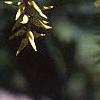 Salix pentandra, fruit