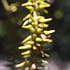 Salix pentandra, fruit