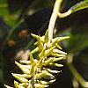 Salix pentandra, fruit