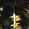 Salix pentandra, fruit
