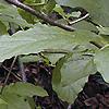 Pyrularia pubera, habit