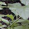 Pyrularia pubera, habit