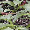 Pyrularia pubera, habit