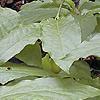 Pyrularia pubera, habit