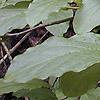 Pyrularia pubera, habit