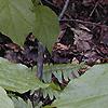 Pyrularia pubera, habit