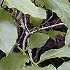 Pyrularia pubera, habit