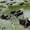 Pyrularia pubera, habit
