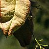 Koelreuteria paniculata, fruit