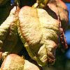 Koelreuteria paniculata, fruit