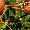 Koelreuteria paniculata, fruit