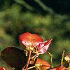 Koelreuteria paniculata, fruit