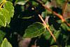 Koelreuteria paniculata, fruit